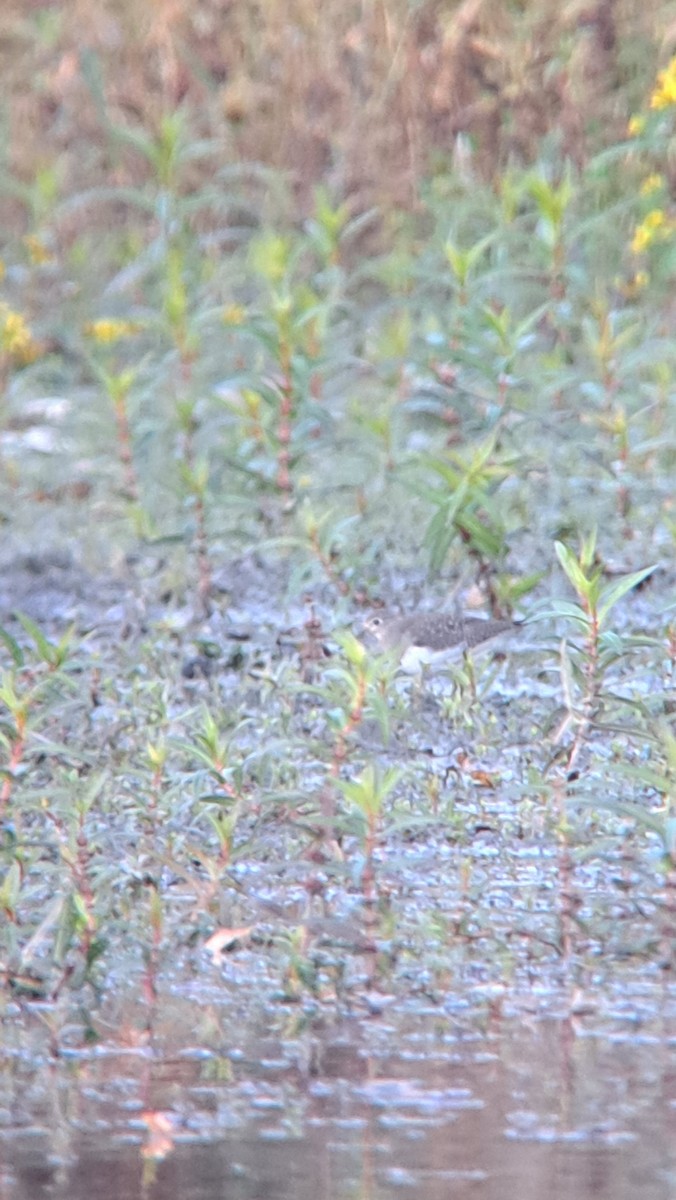 Solitary Sandpiper - ML644235438