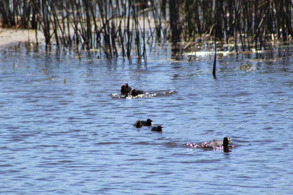 lyska žlutočelá - ML644235439