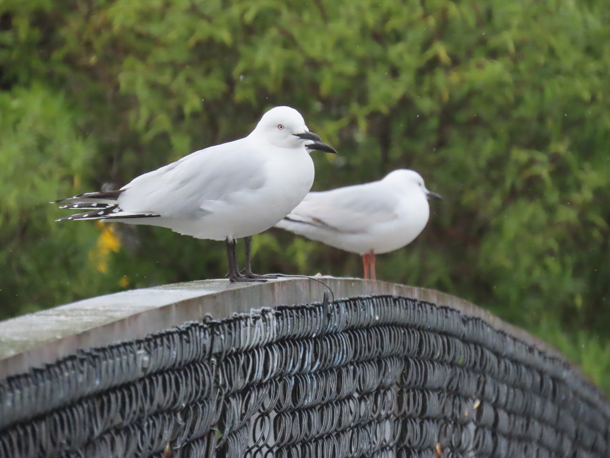 Маорийская чайка - ML644235449