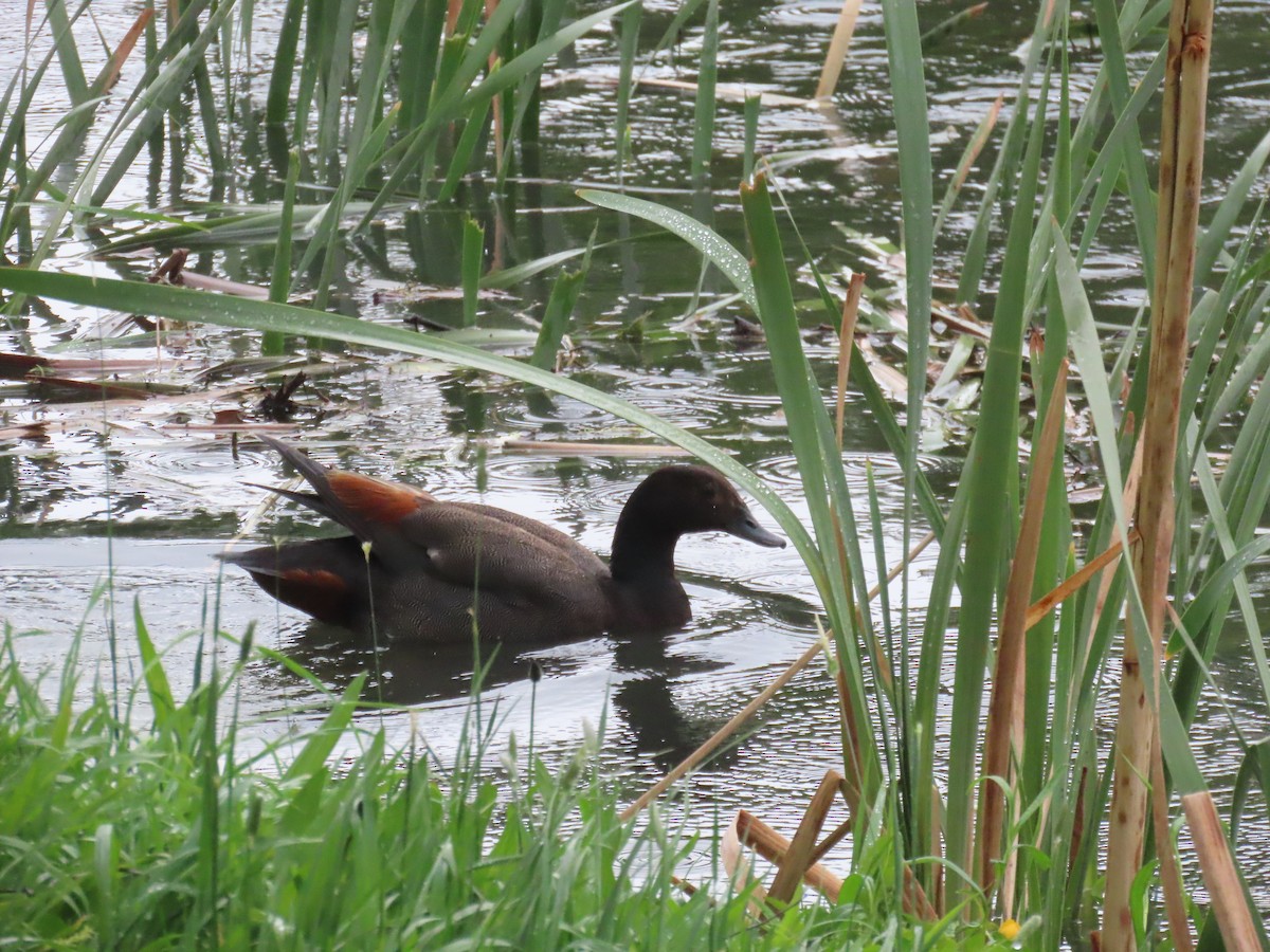 Tarro Maorí - ML644235450