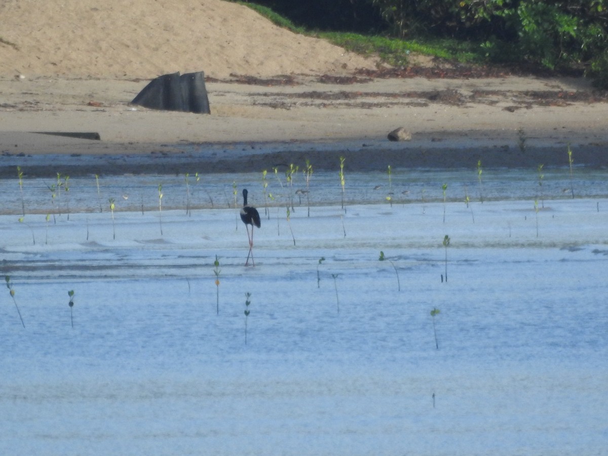 Black-necked Stork - ML644235472