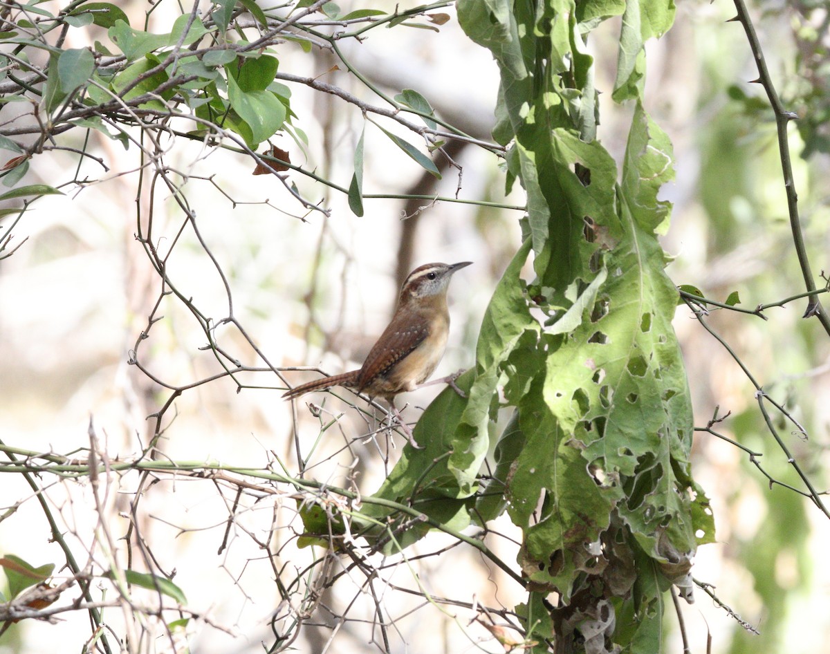 Carolina Wren - ML644235474