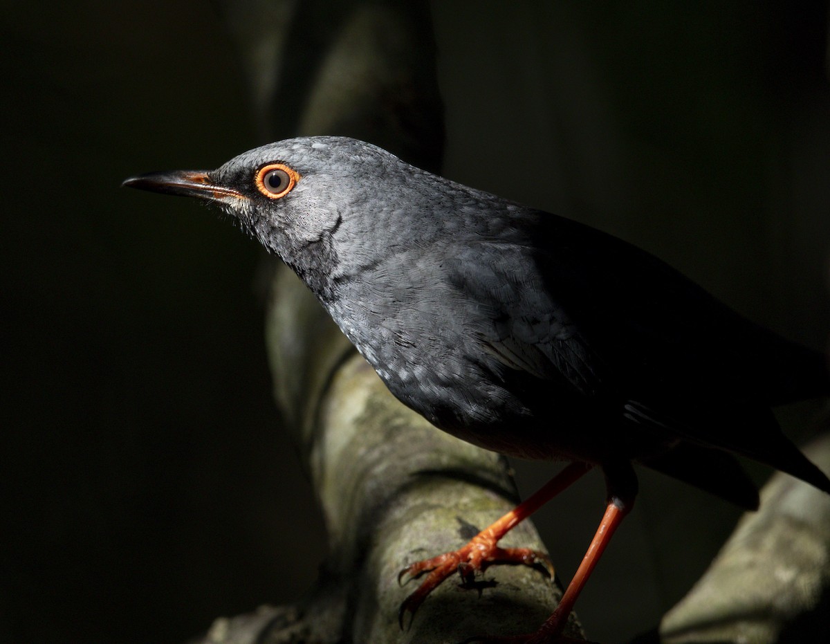 Western Red-legged Thrush - ML644235476