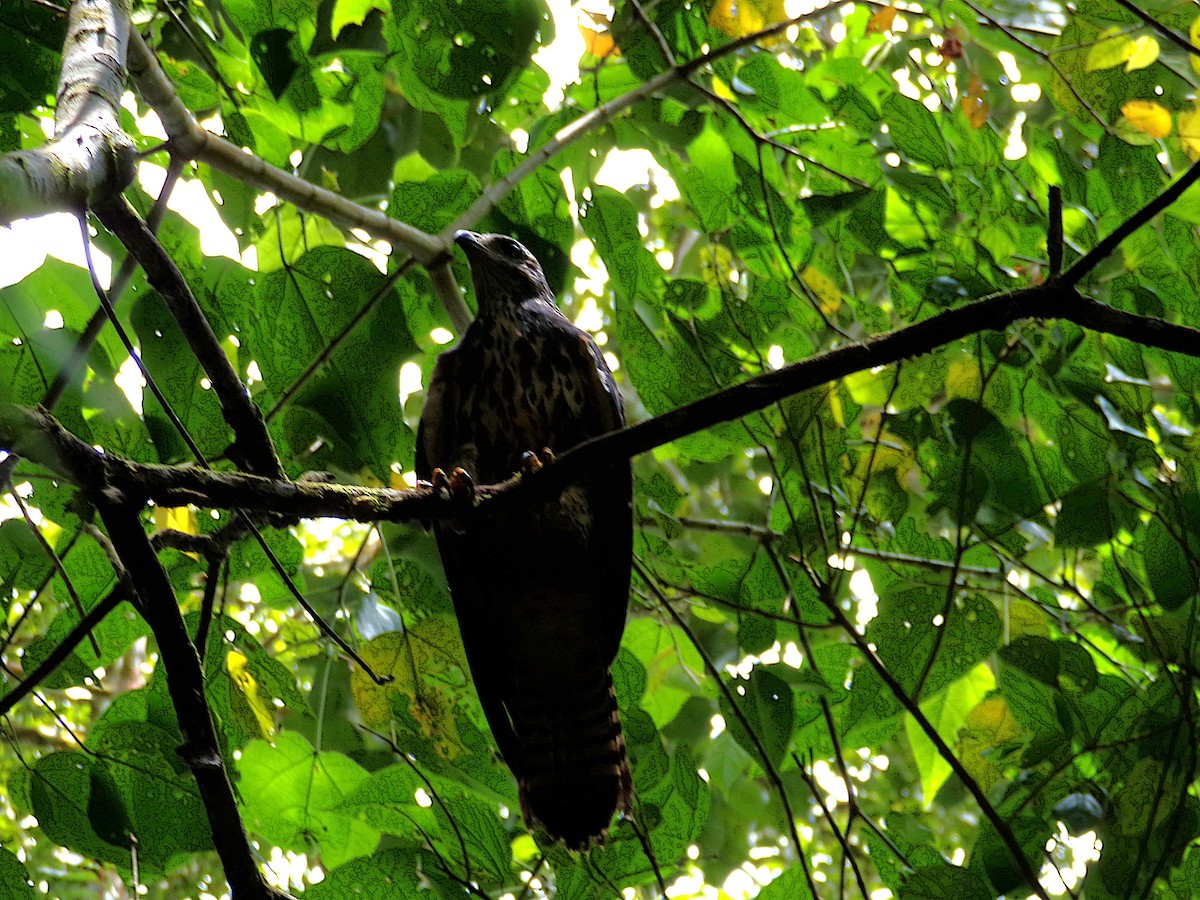 Common Black Hawk - ML644235480