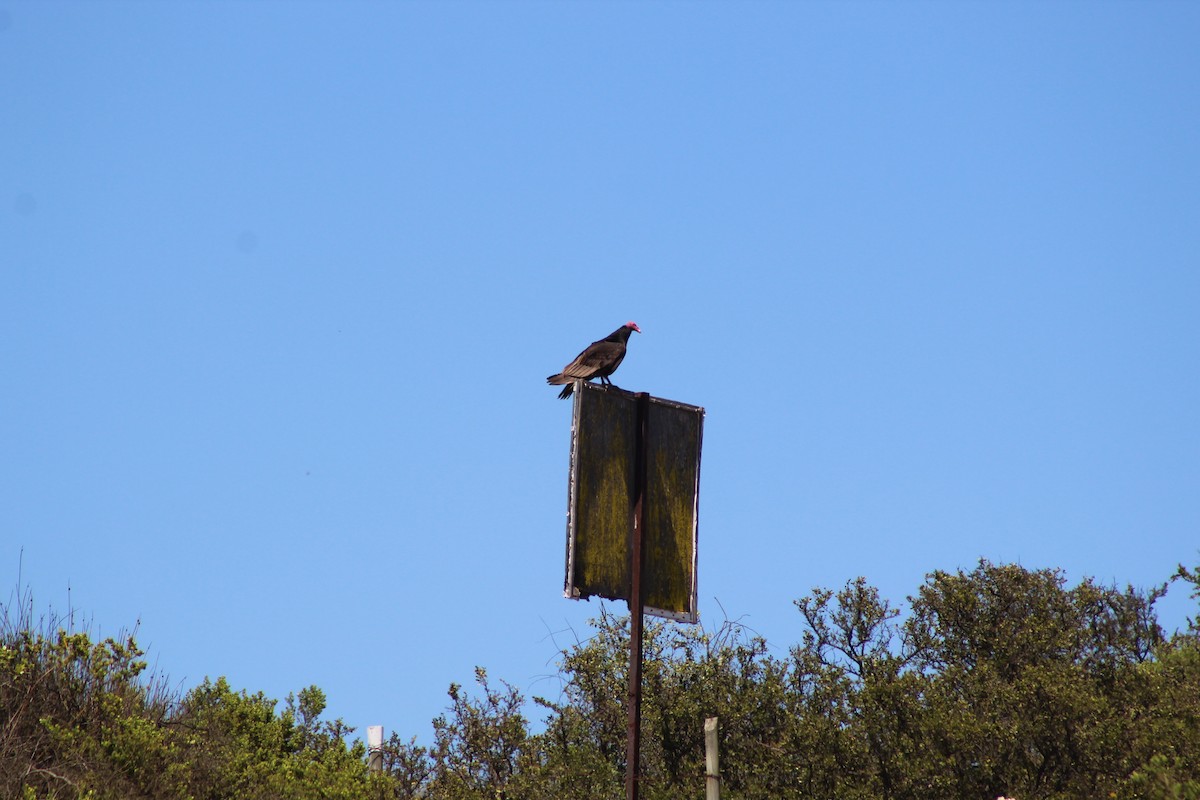 kondor krocanovitý - ML644235481