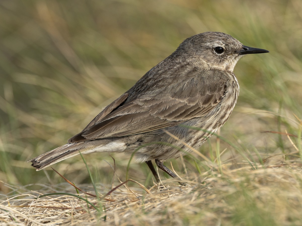 Rock Pipit (Western) - ML644235485