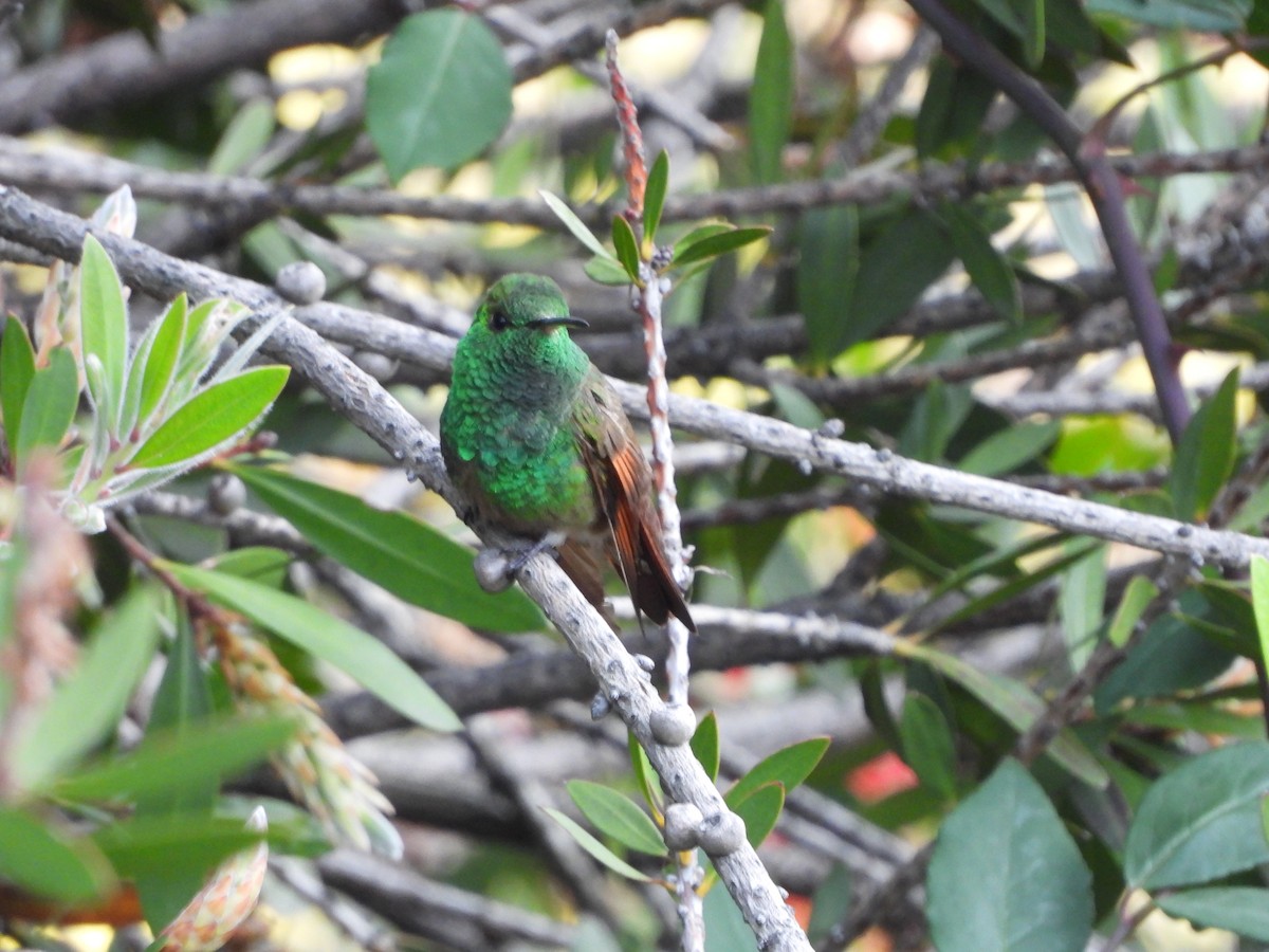 beryllkolibri - ML644235486