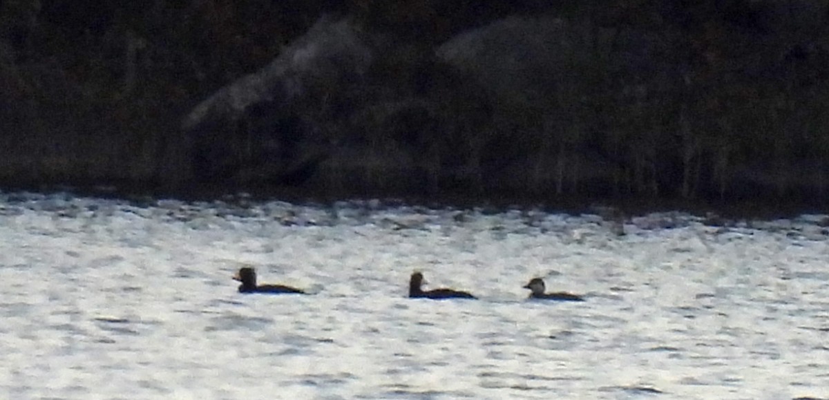 Black Scoter - ML644235488