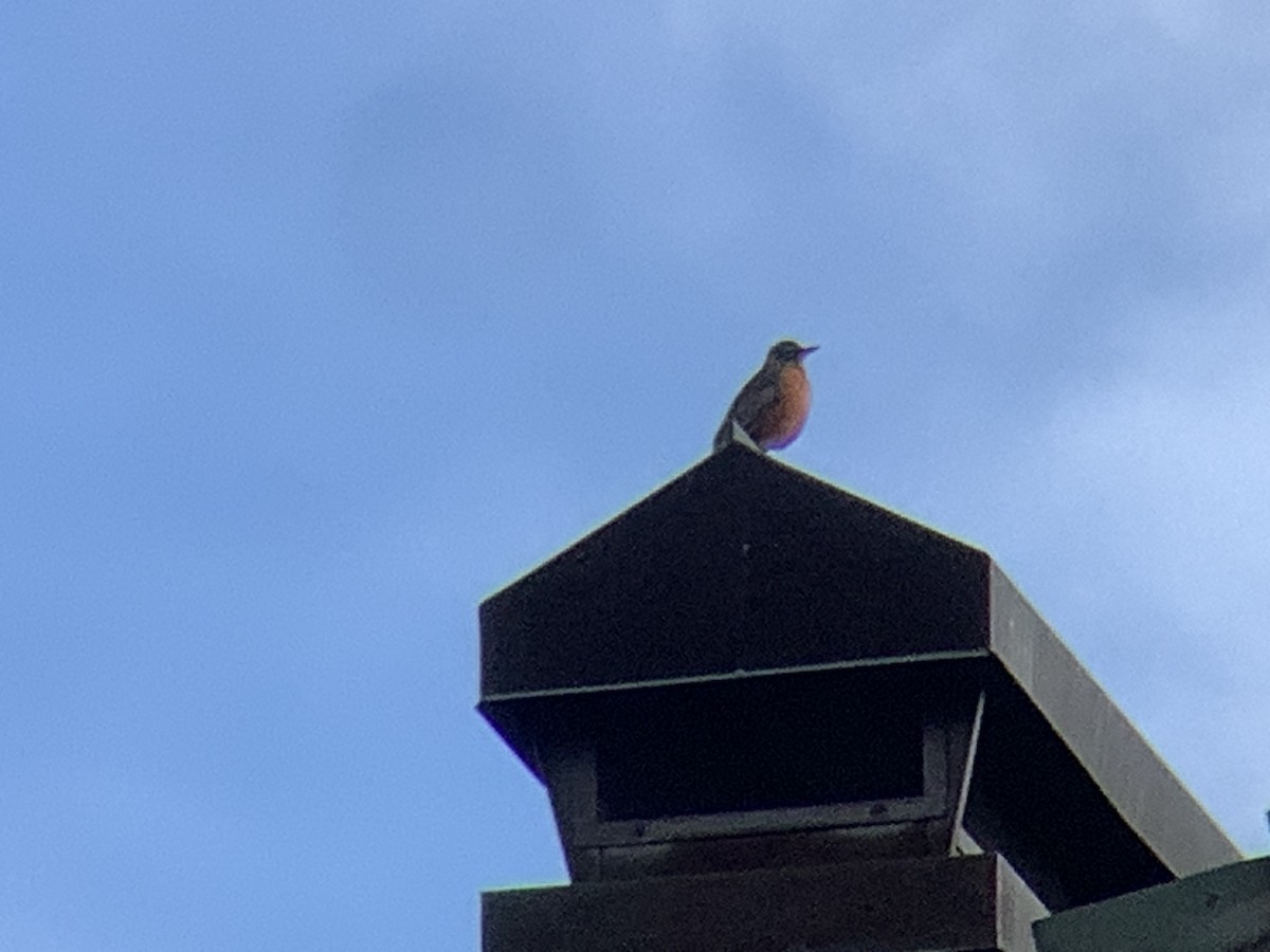 American Robin - ML644235499