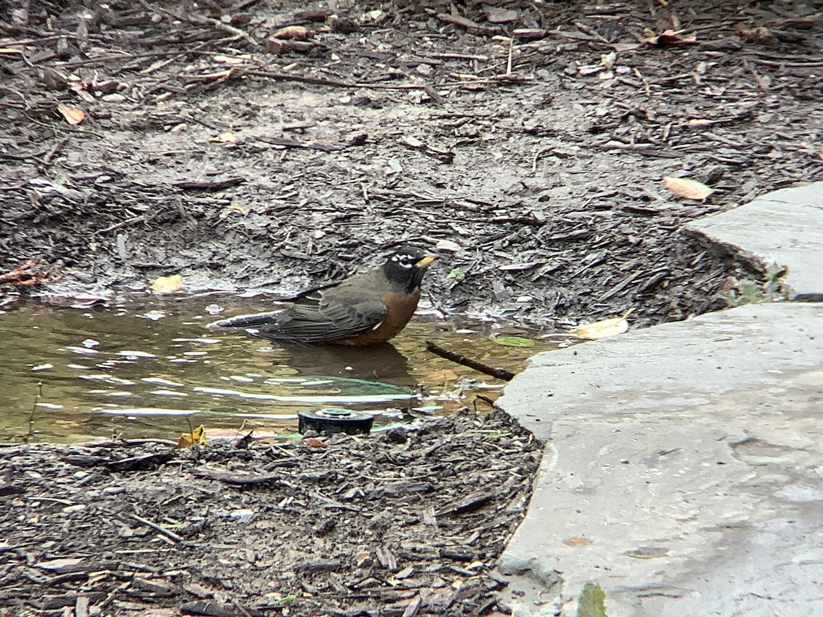 American Robin - ML644235500