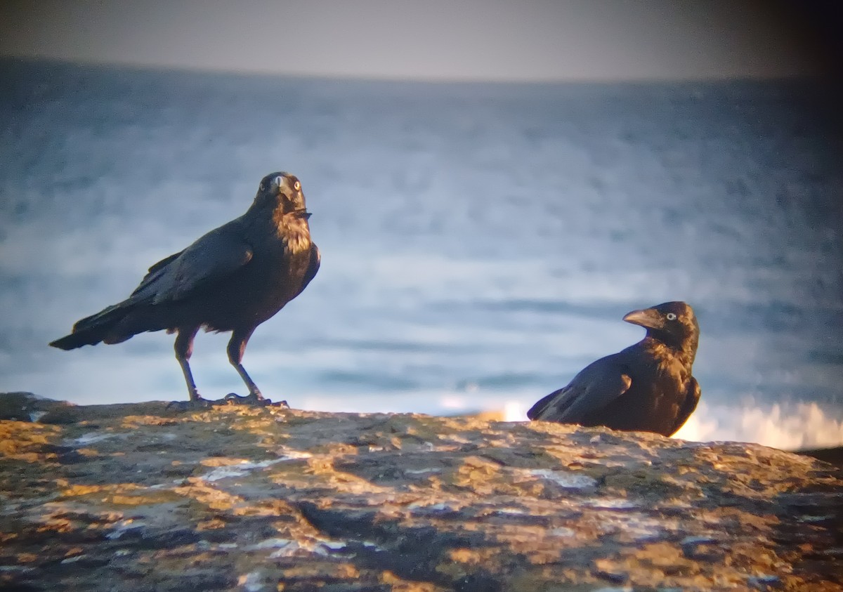 Cuervo Australiano - ML644235502