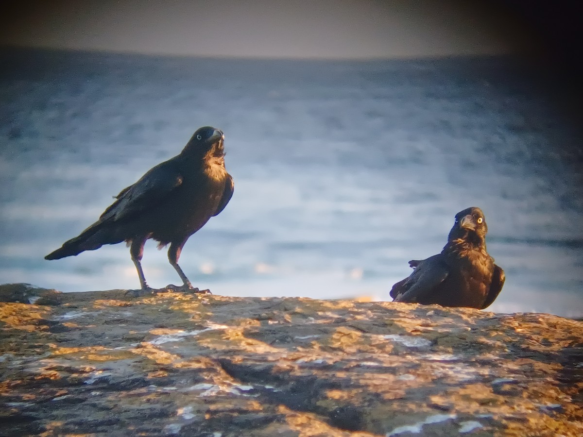 Cuervo Australiano - ML644235503