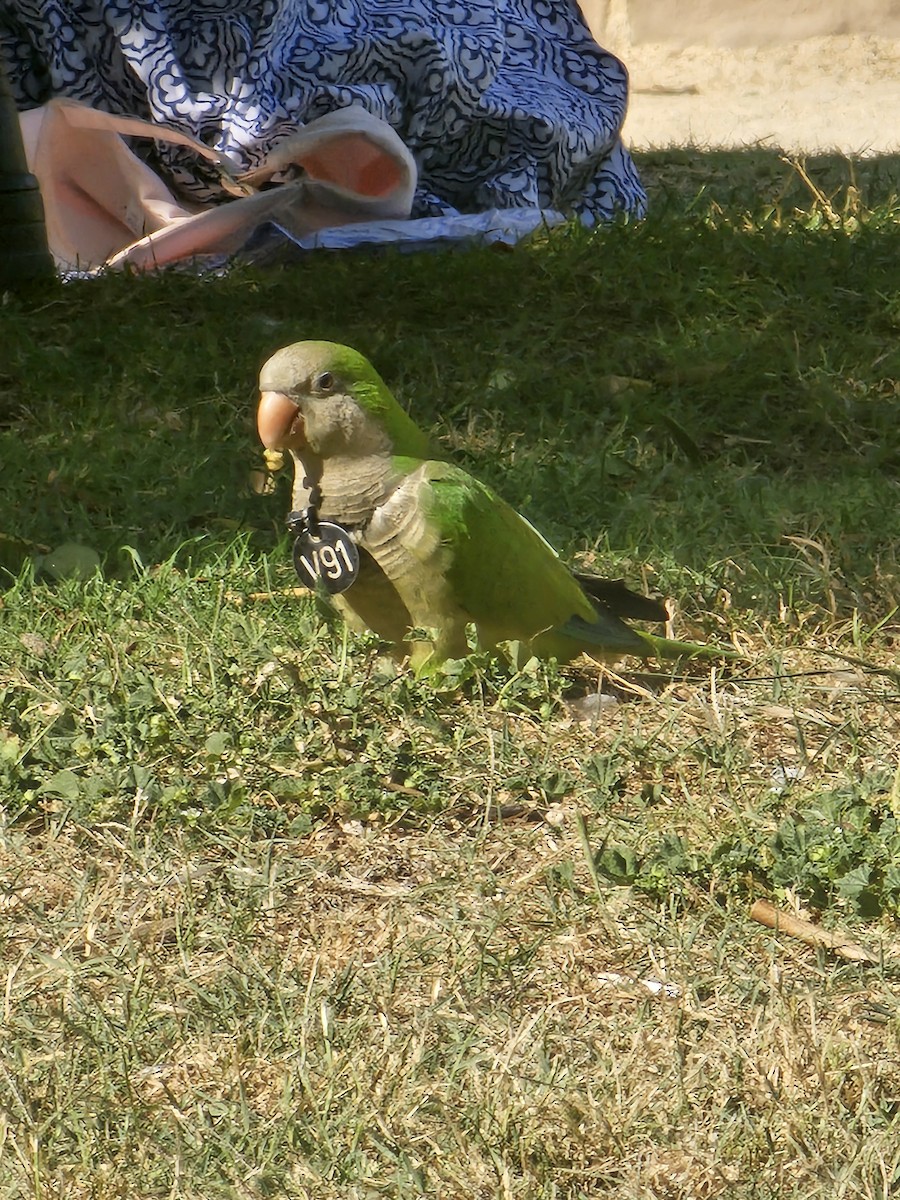 Monk Parakeet - ML644235514