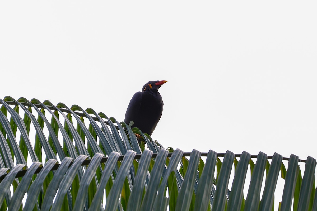 Common Hill Myna - ML644235523