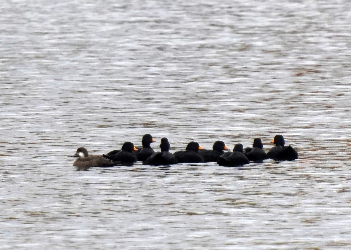 Black Scoter - ML644235529