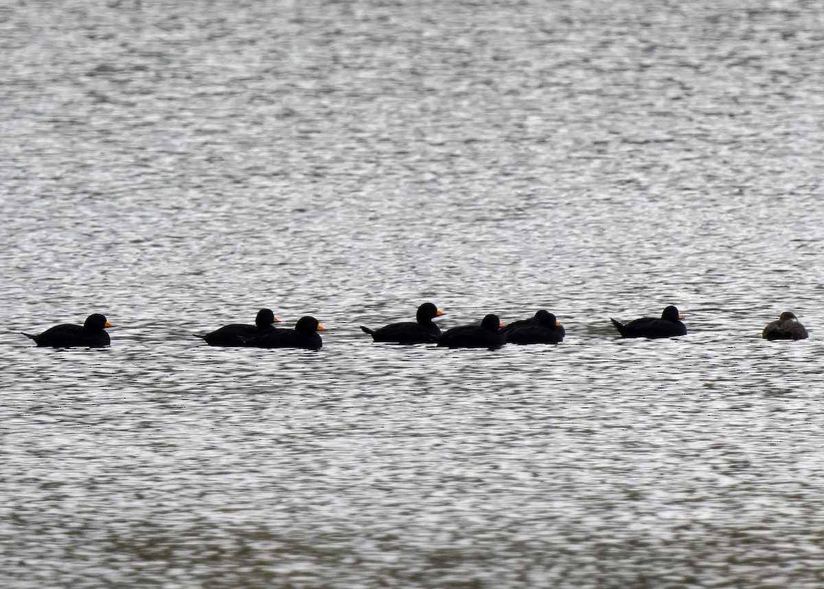 Black Scoter - ML644235530