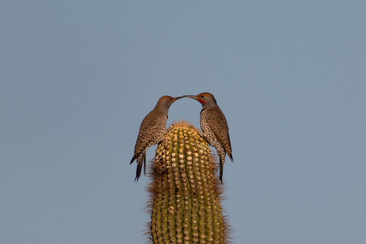 Gilded Flicker - ML644235539