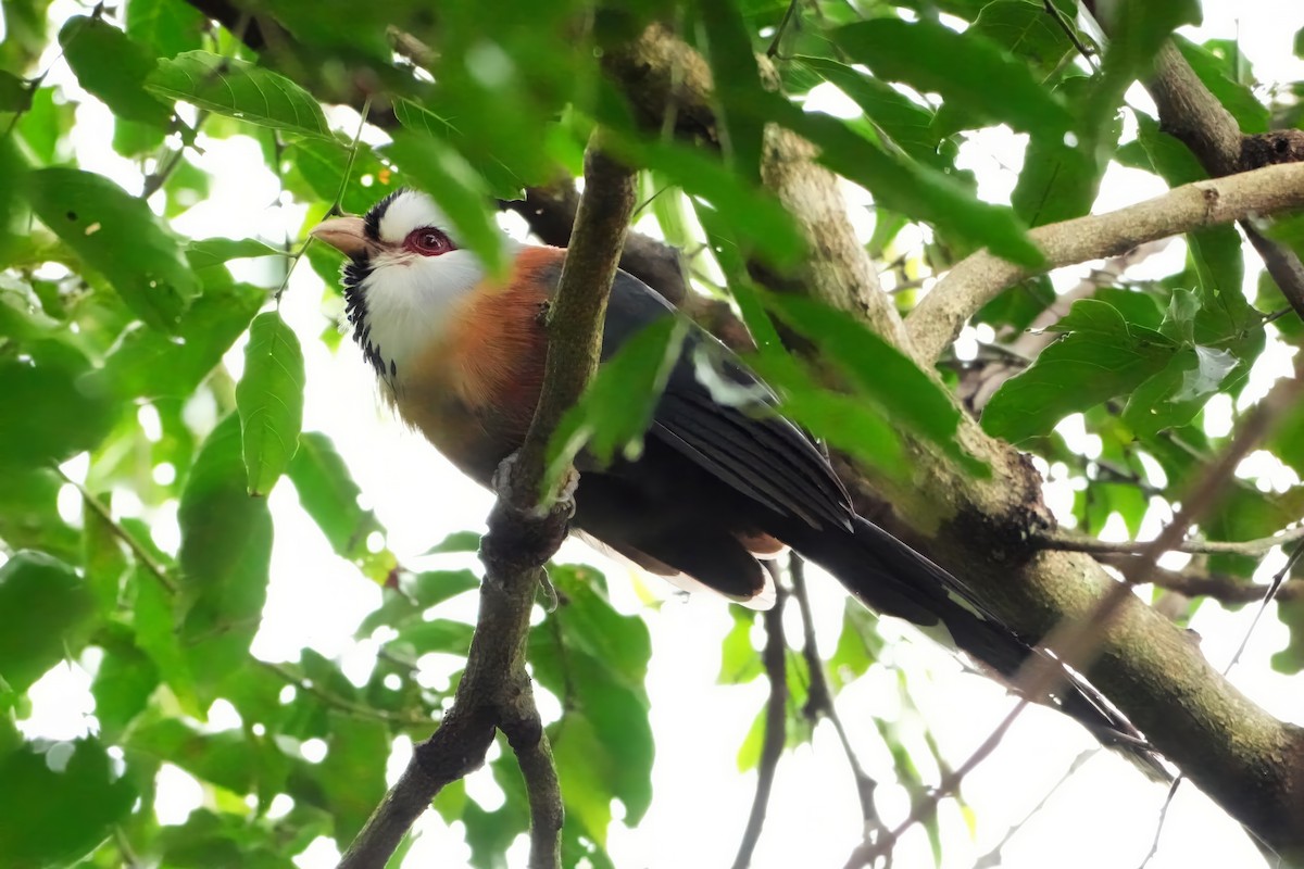 Malcoha Frisado - ML644235543