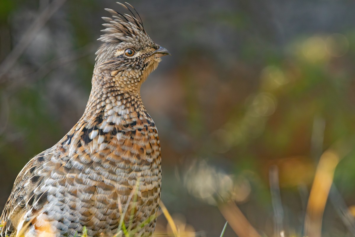 Ruffed Grouse - Jack Rogers