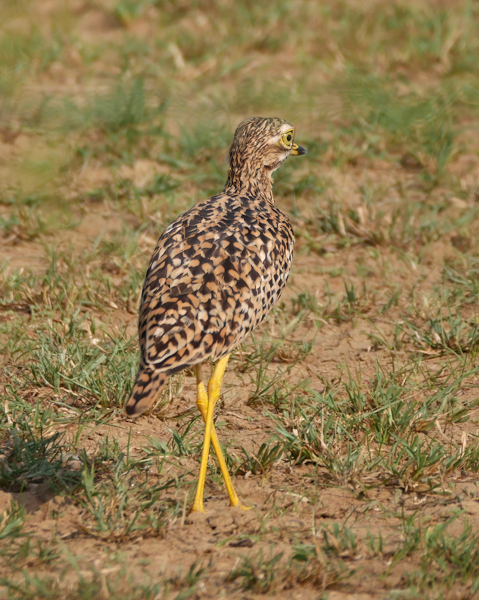 Spotted Thick-knee - ML644235549