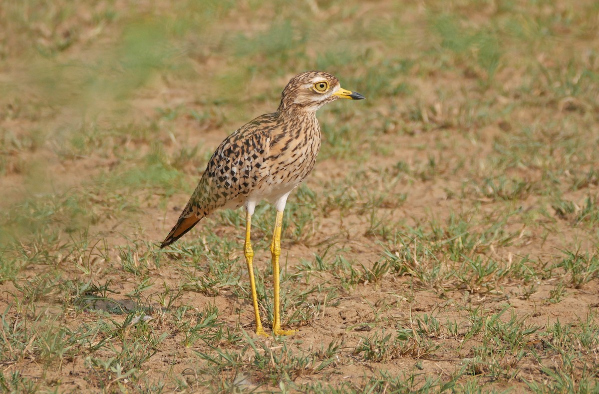 Spotted Thick-knee - ML644235551