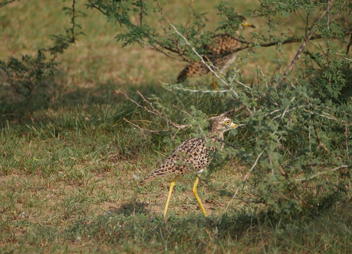 Spotted Thick-knee - ML644235554