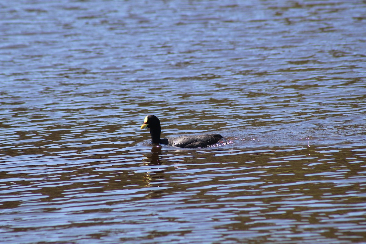 lyska žlutočelá - ML644235555