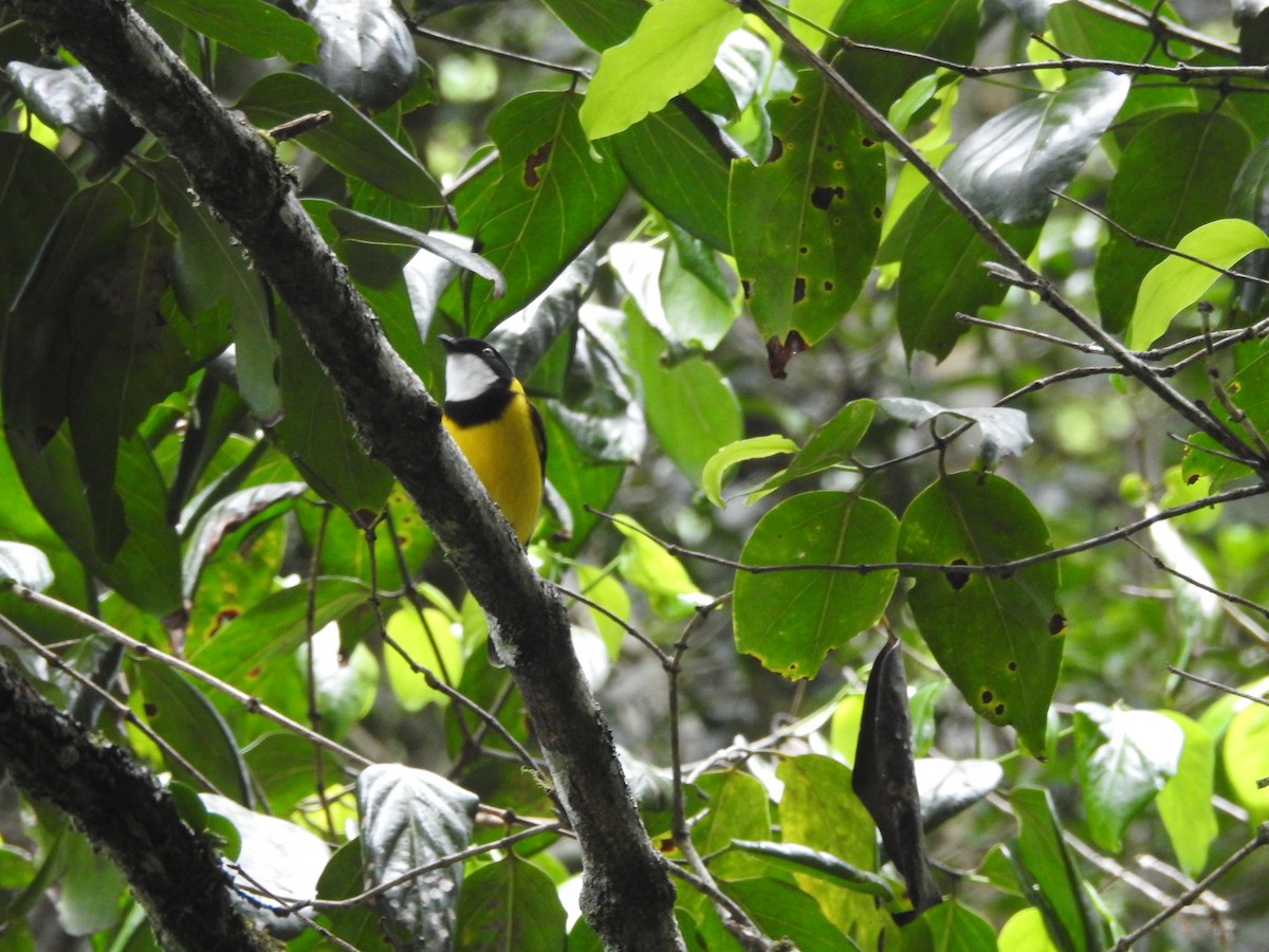 Gelbbauch-Dickkopf [pectoralis-Gruppe] - ML644235563