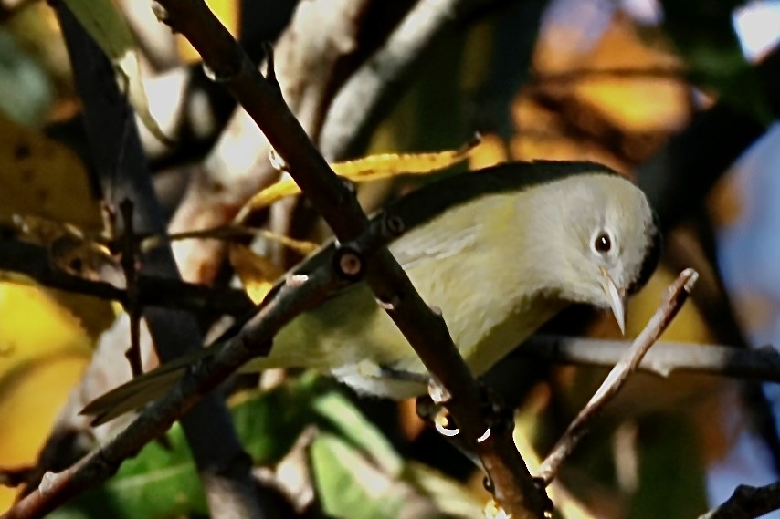 Orange-crowned Warbler - ML644235581
