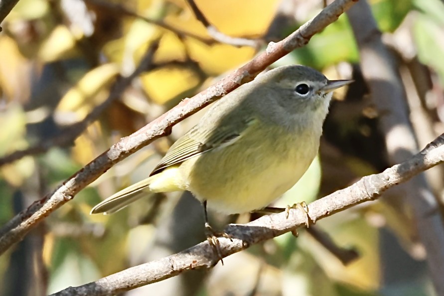 Orange-crowned Warbler - ML644235582