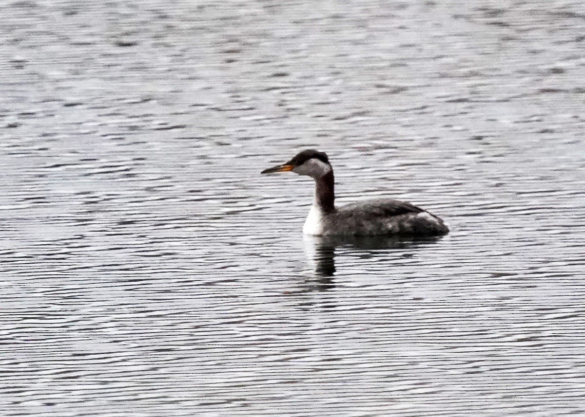 Red-necked Grebe - ML644235590