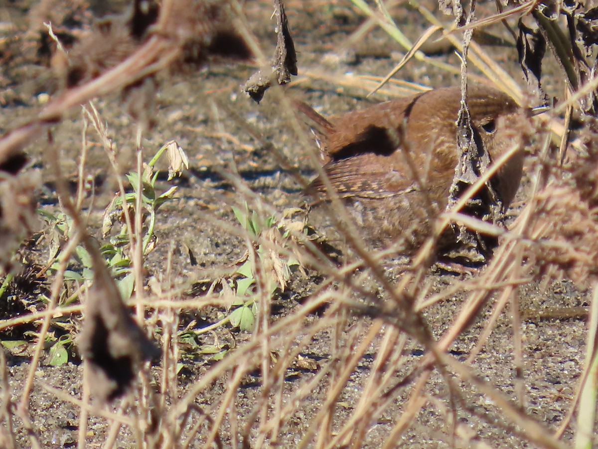 Winter Wren - ML644235592