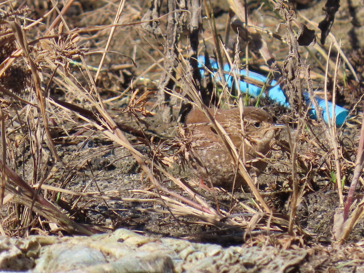 Winter Wren - ML644235593