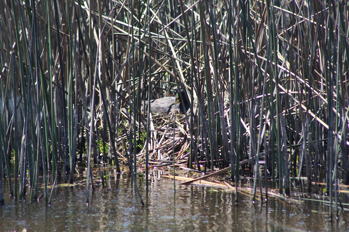 lyska žlutočelá - ML644235595