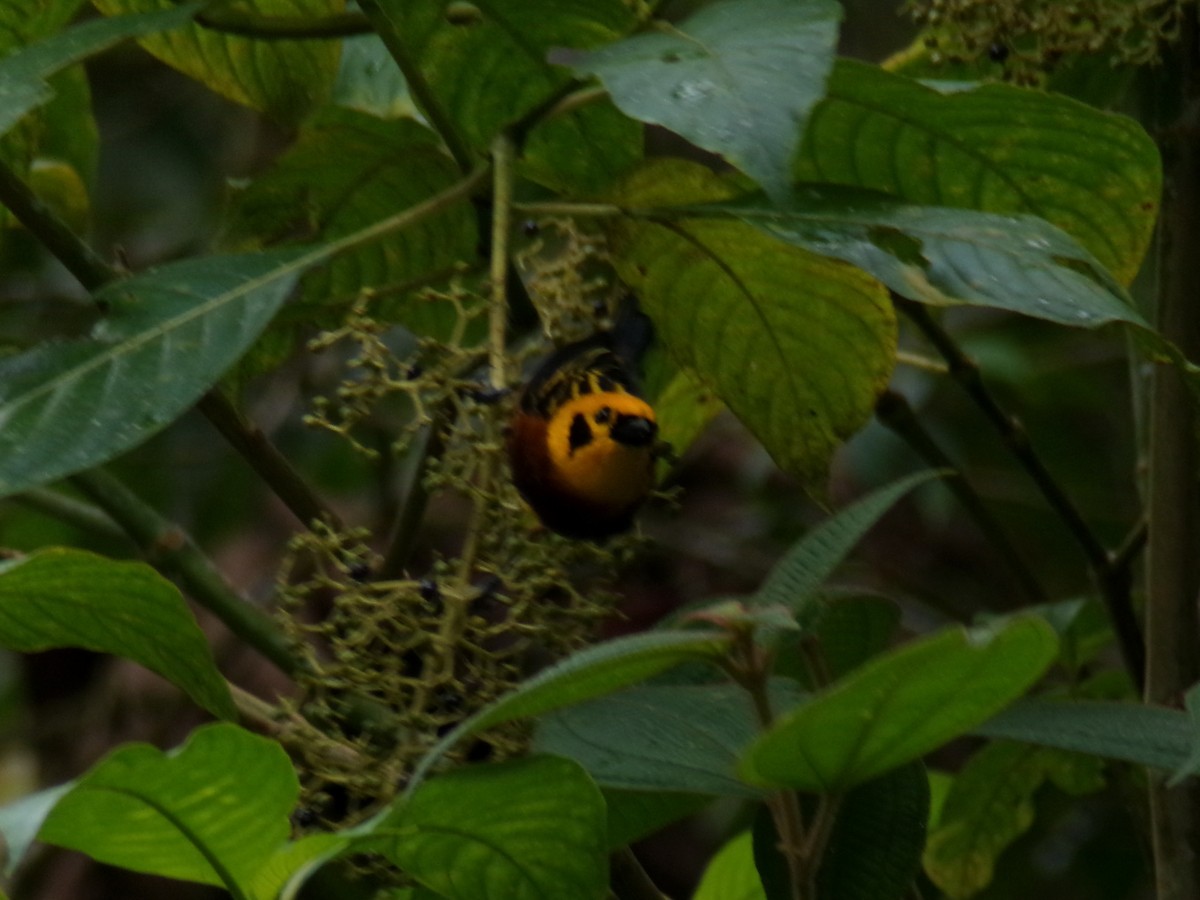 Golden Tanager - ML644235598