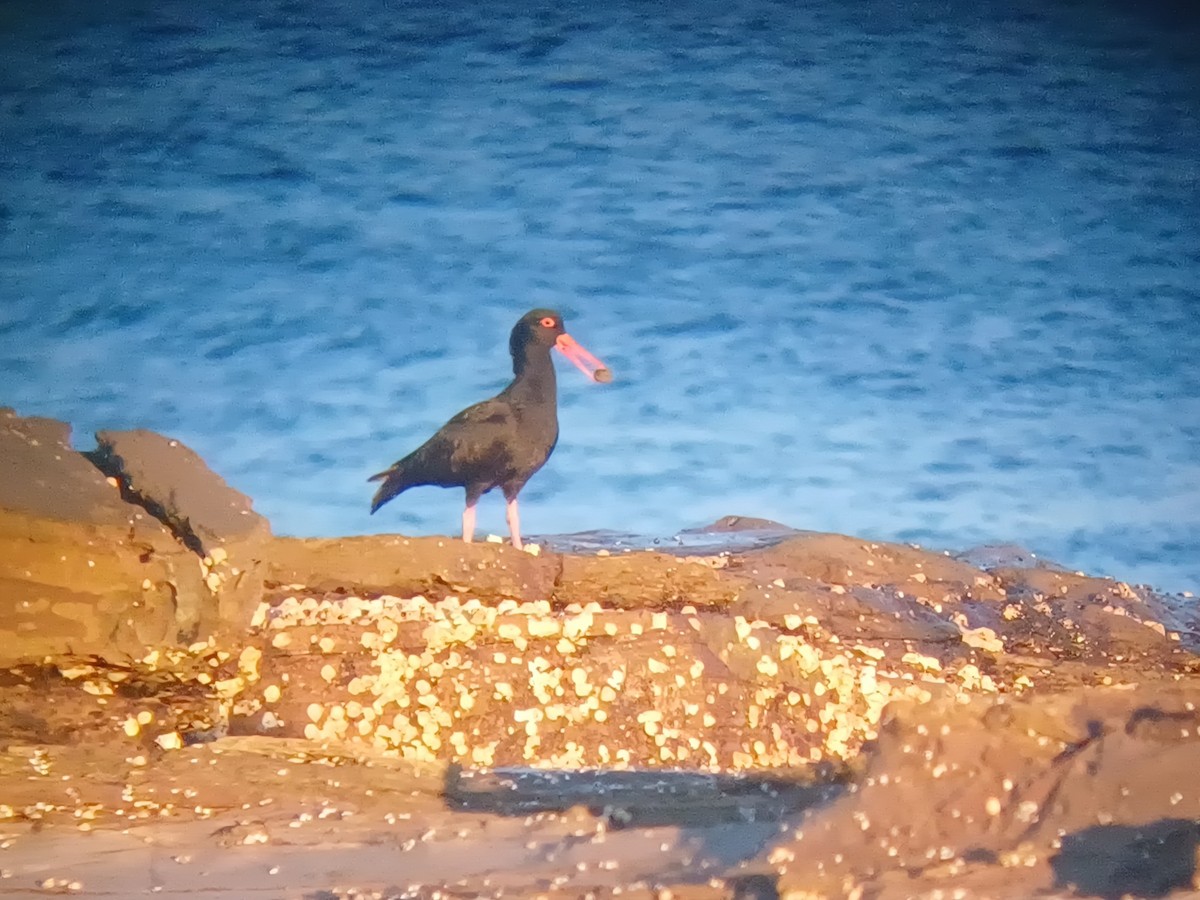 オーストラリアクロミヤコドリ - ML644235605