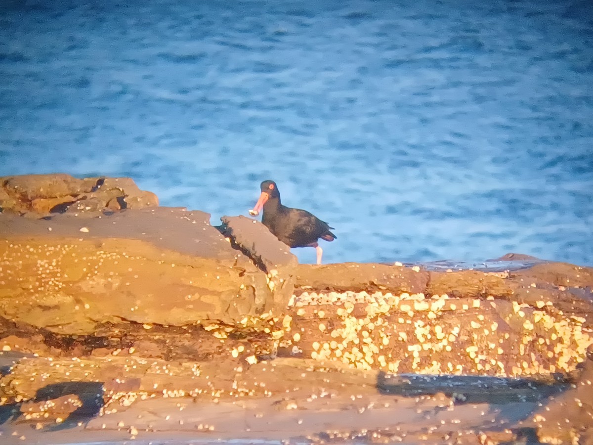 オーストラリアクロミヤコドリ - ML644235609