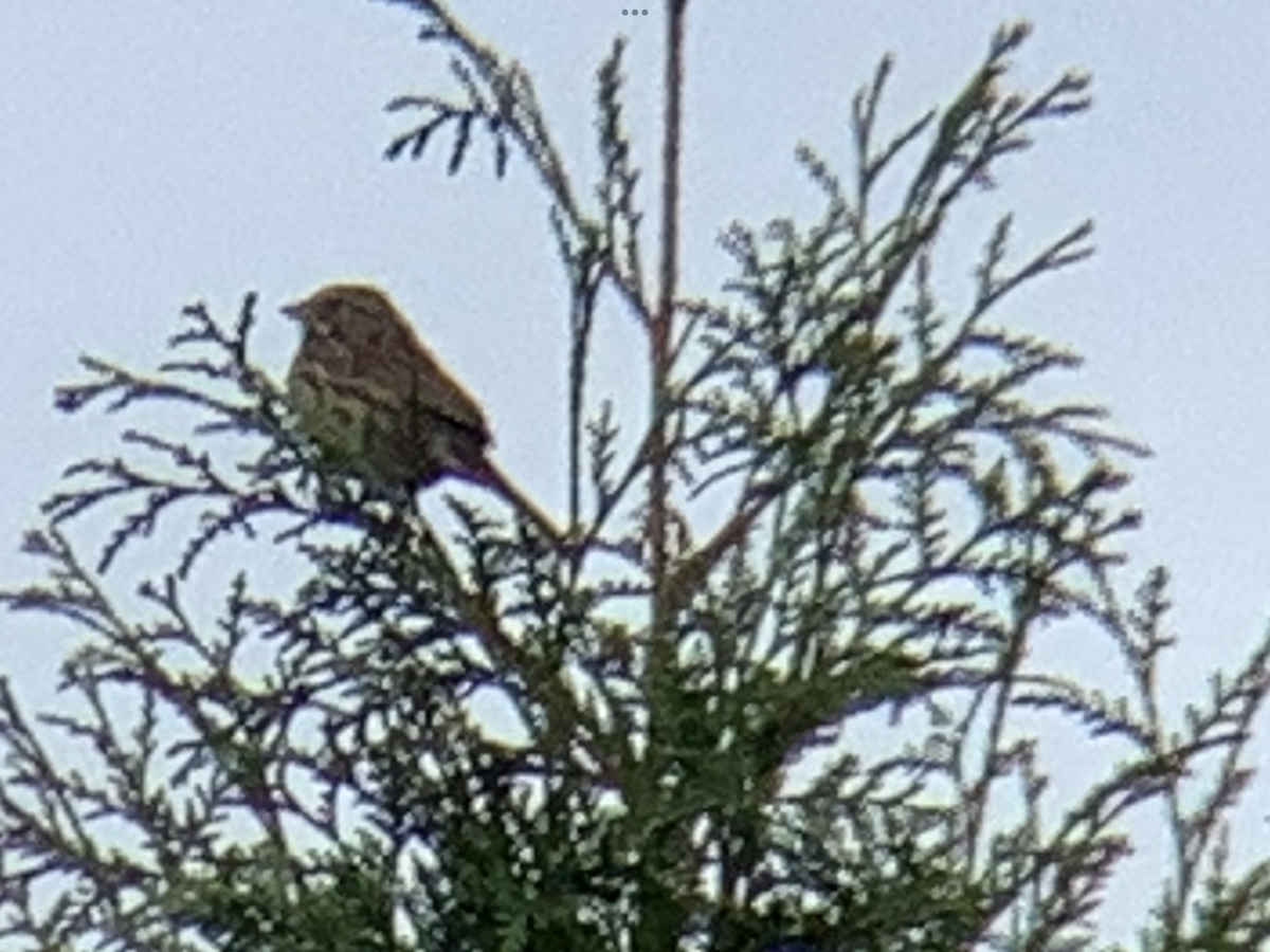 Song Sparrow - ML644235613