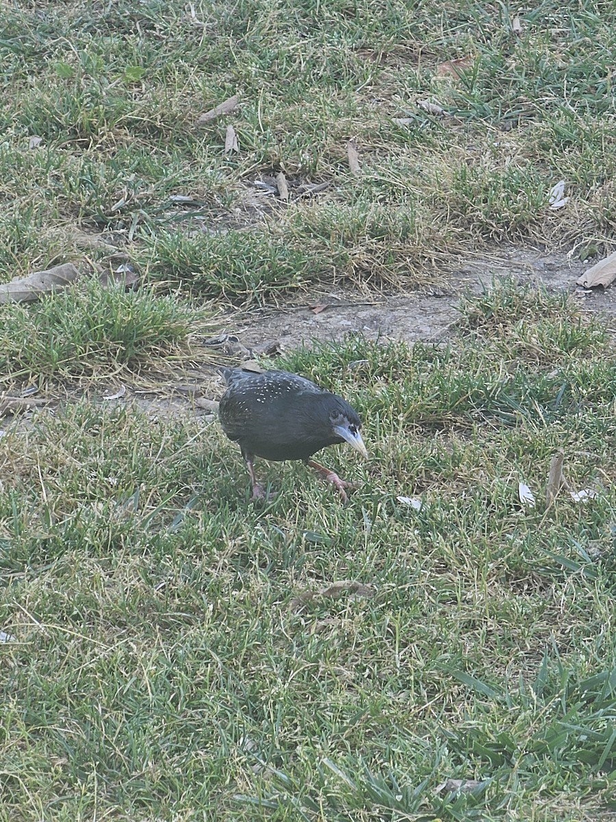 European Starling - ML644235620