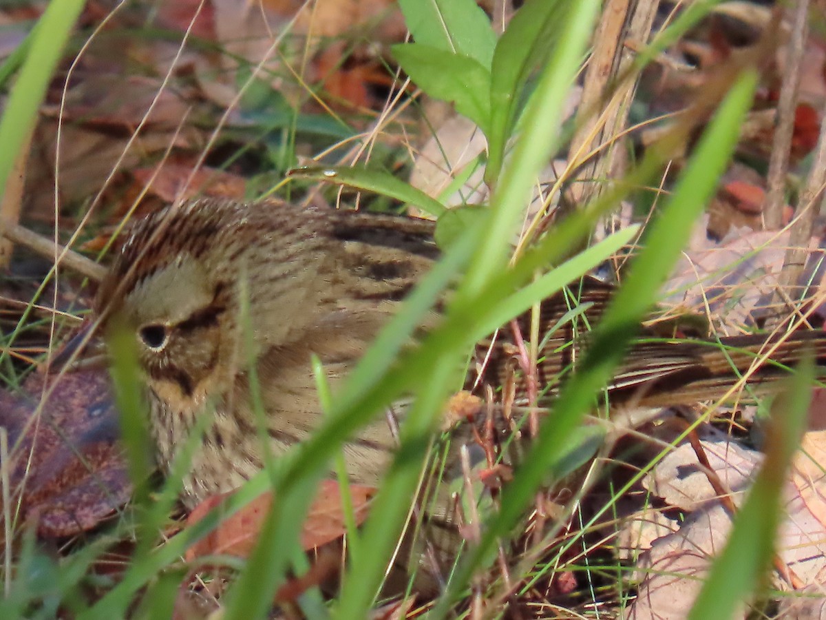 Lincoln's Sparrow - ML644235622