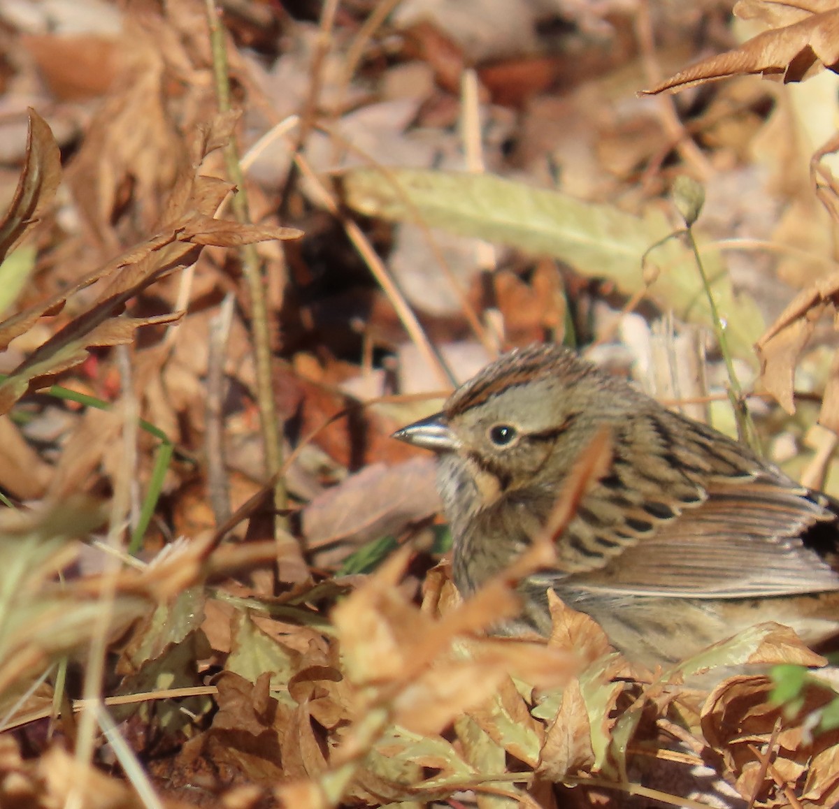 Lincoln's Sparrow - ML644235623
