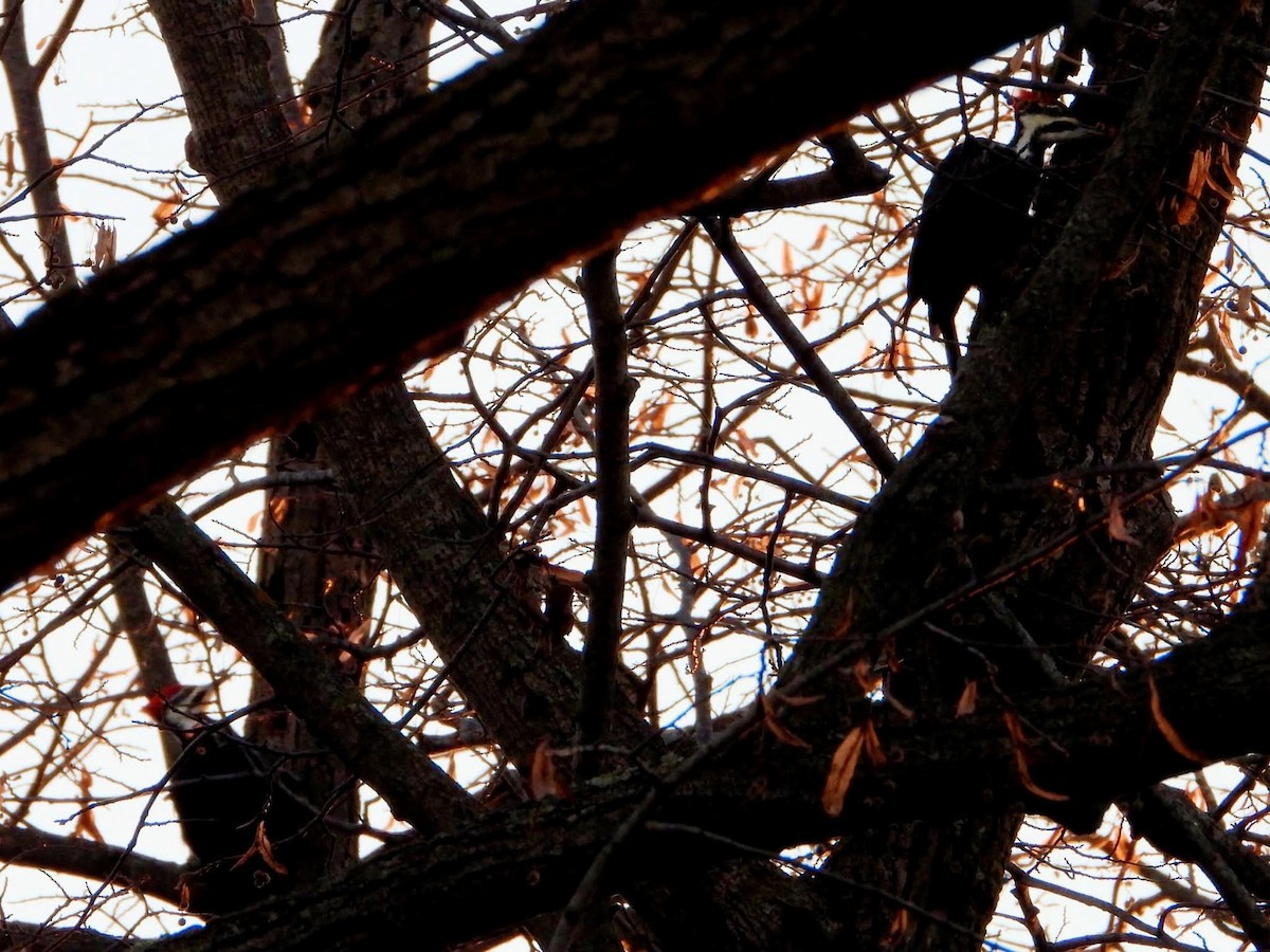 Жовна північна - ML644235629