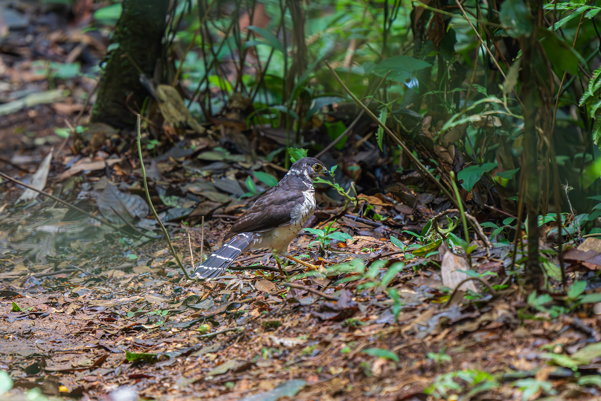 Barred Forest-Falcon - ML644235632