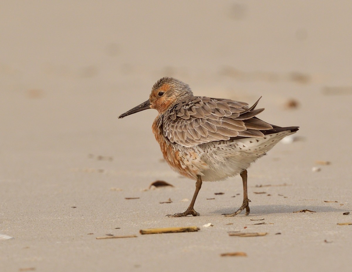 Red Knot - ML644235635