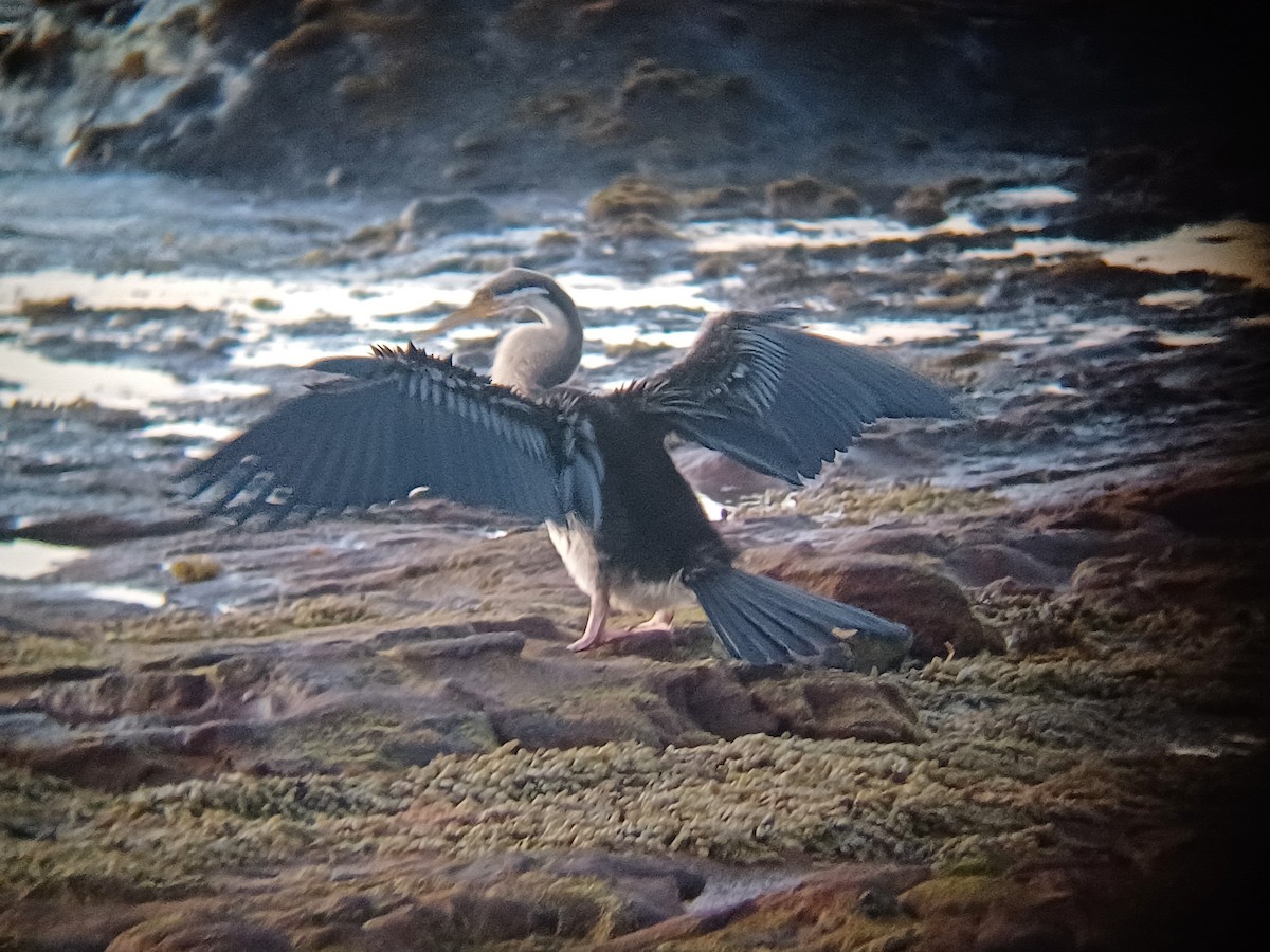 オーストラリアヘビウ - ML644235638