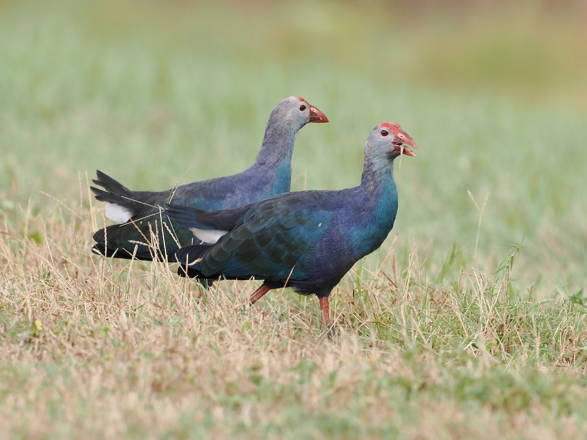 灰頭紫水雞 - ML644235641