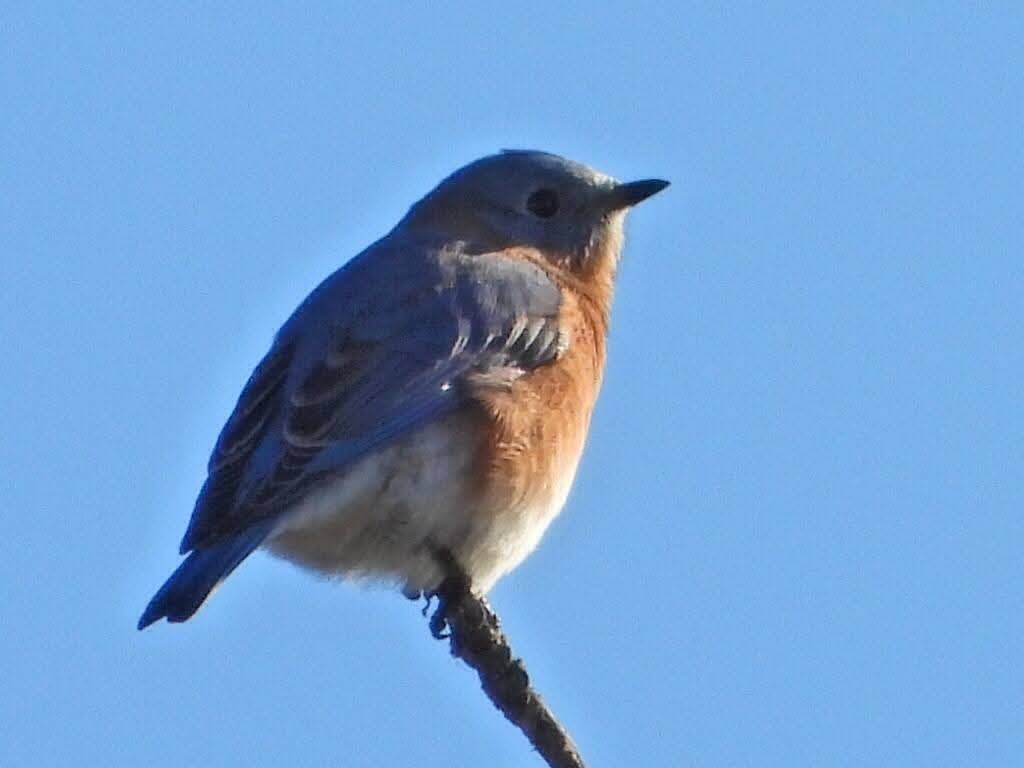 Блакитник східний - ML644235642