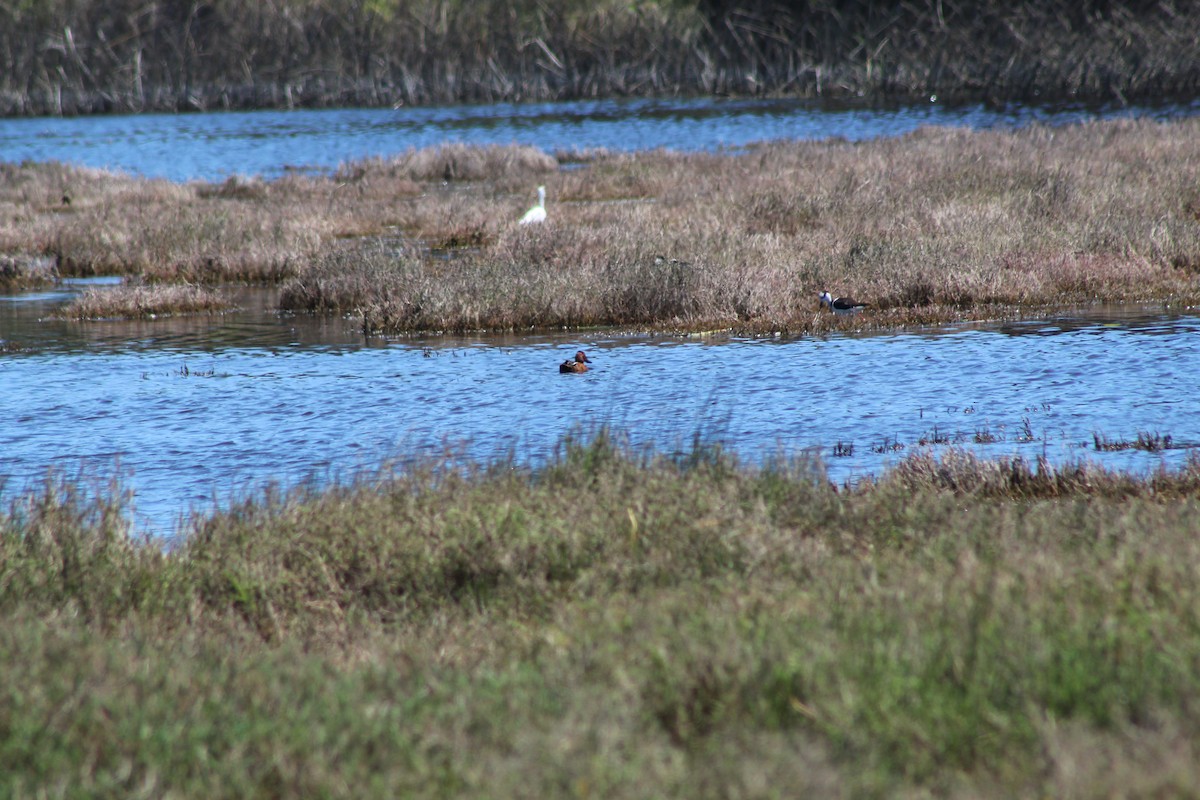 čírka skořicová - ML644235646