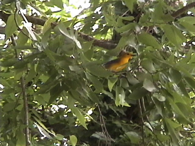 Prothonotary Warbler - ML644235647
