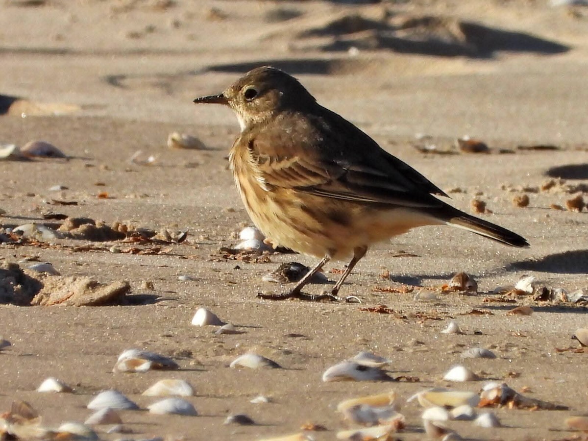 Щеврик американський - ML644235652